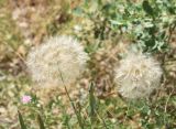 View full-size image genus Tragopogon