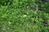 View full-size image genus Rhinanthus