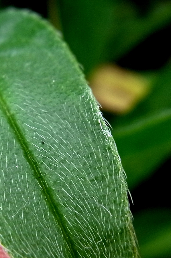 Изображение особи Echium vulgare.