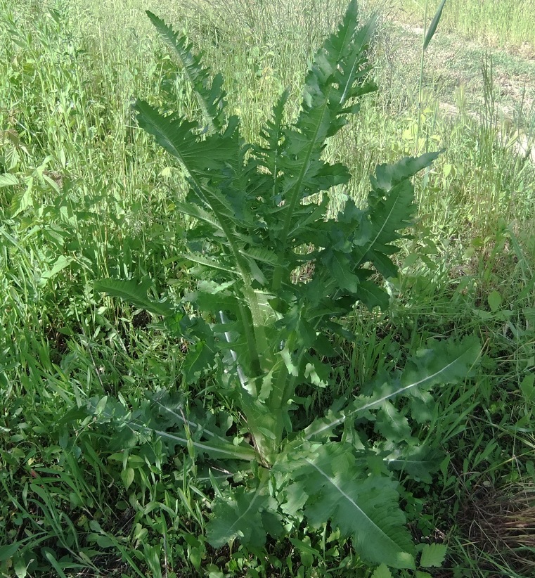 Изображение особи Dipsacus laciniatus.