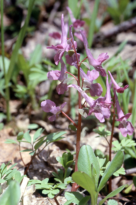 Image of Corydalis caucasica specimen.