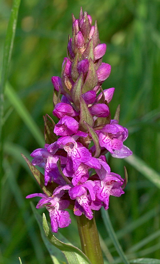 Image of Dactylorhiza majalis specimen.