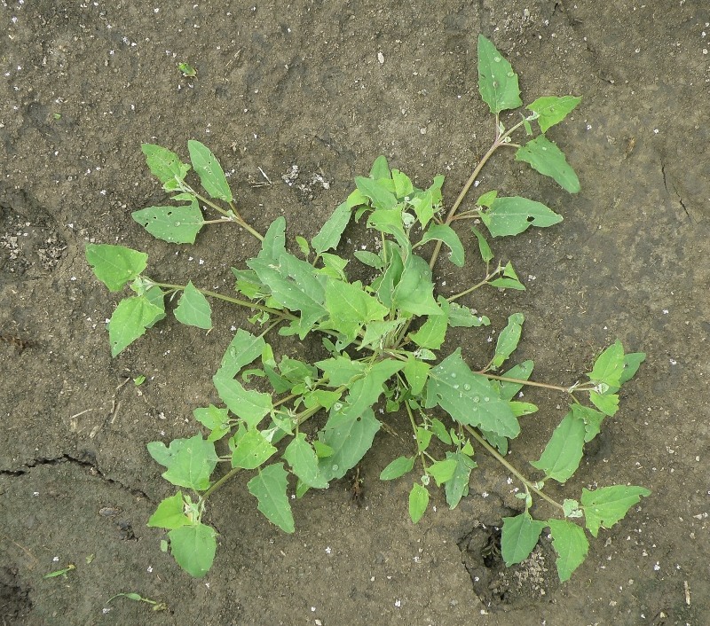 Image of Atriplex prostrata specimen.