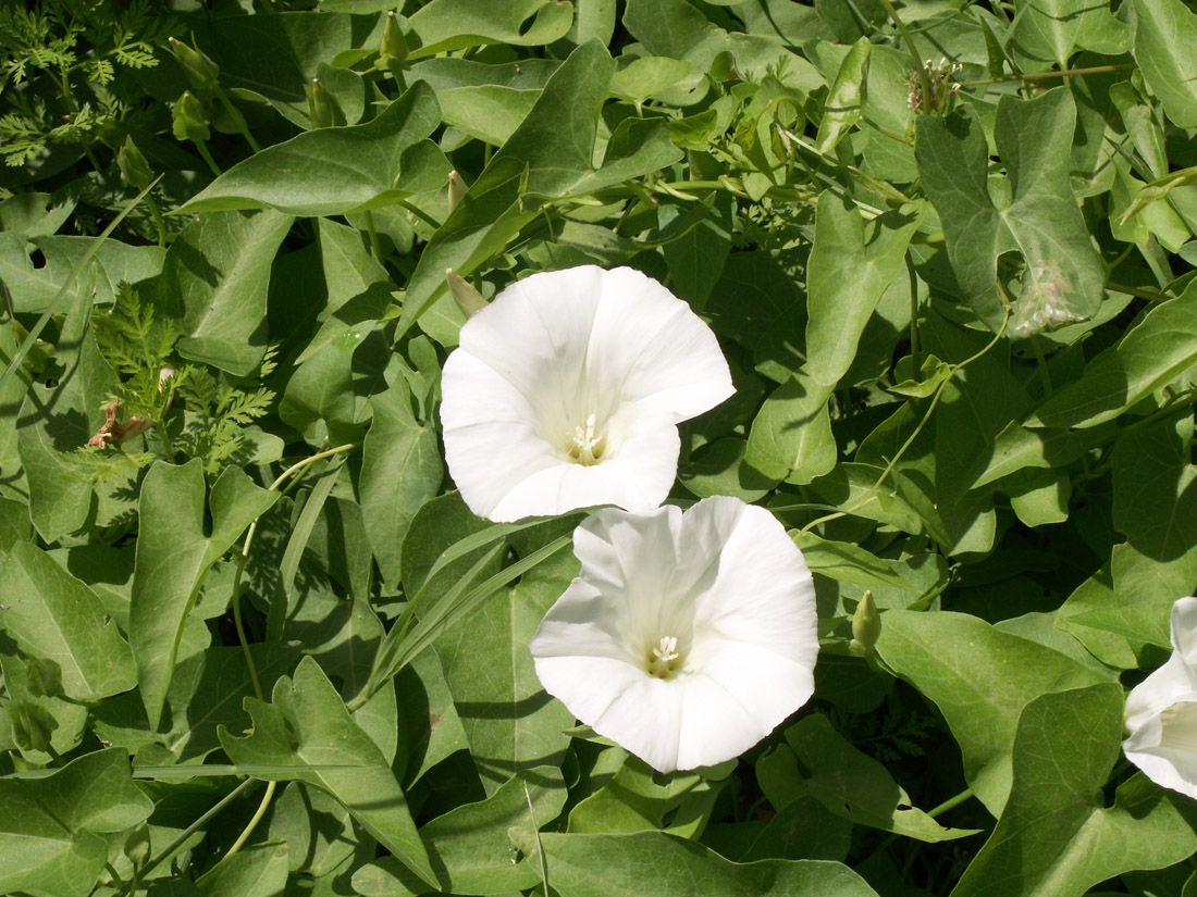 Image of Calystegia sepium specimen.