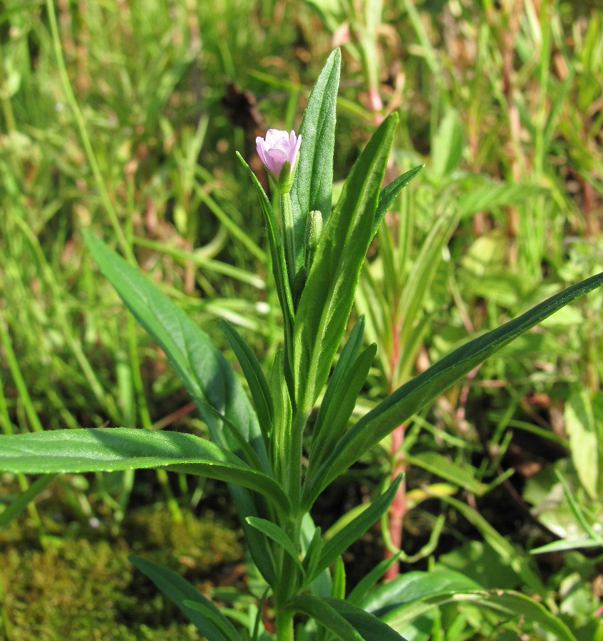 Image of Epilobium palustre specimen.