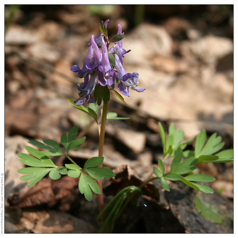 Image of Corydalis solida specimen.