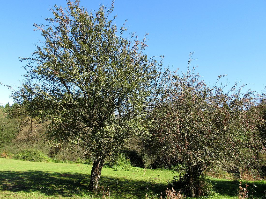 Image of Pyrus cordata specimen.