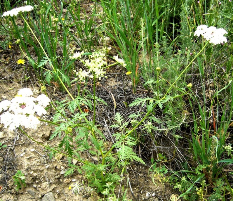 Image of Eremodaucus lehmannii specimen.