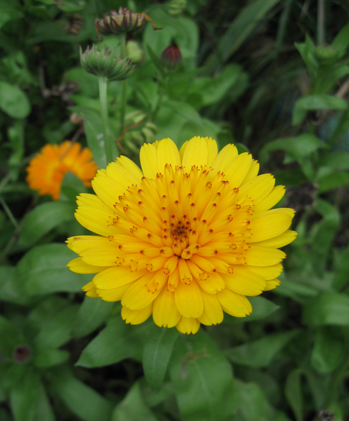 Изображение особи Calendula officinalis.