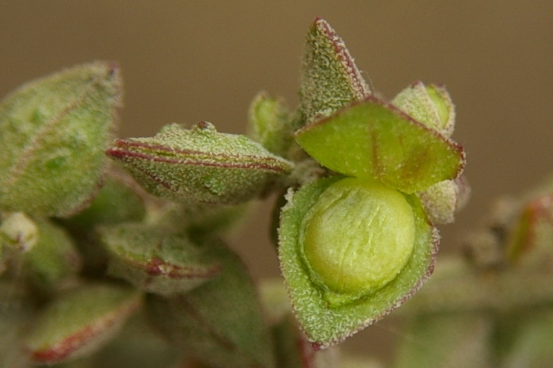 Image of Atriplex oblongifolia specimen.