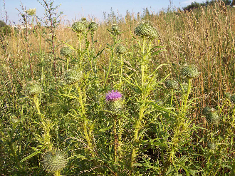 Изображение особи Cirsium vulgare.
