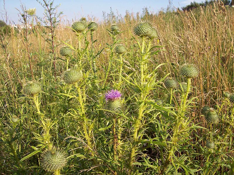 Изображение особи Cirsium vulgare.