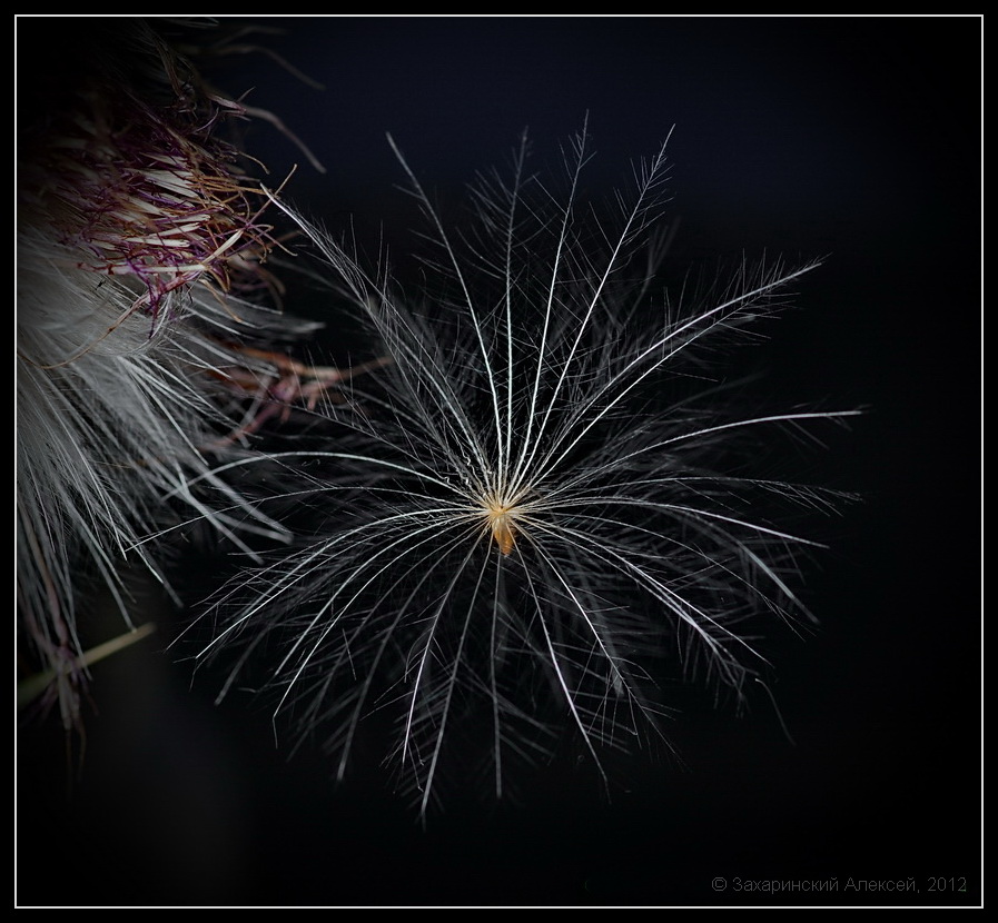 Image of Cirsium vulgare specimen.