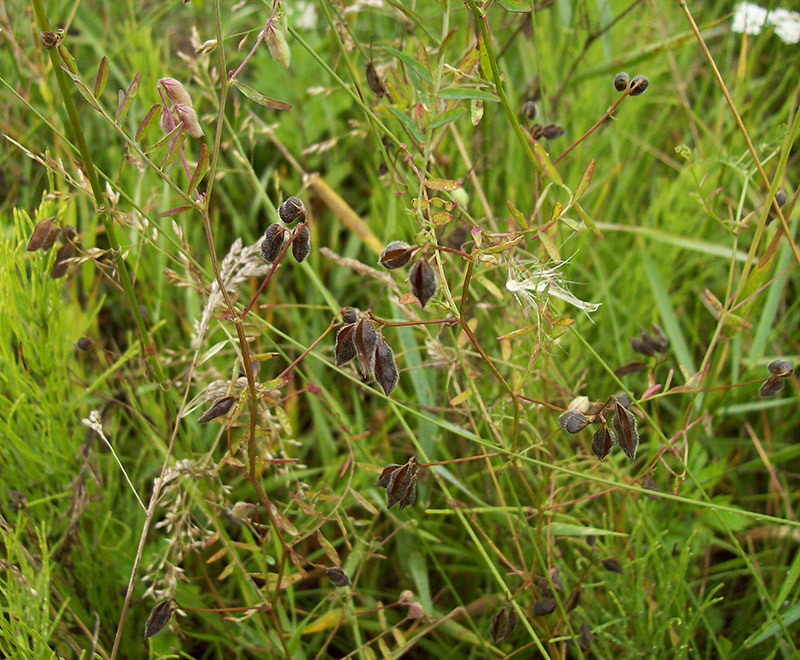 Image of Vicia hirsuta specimen.