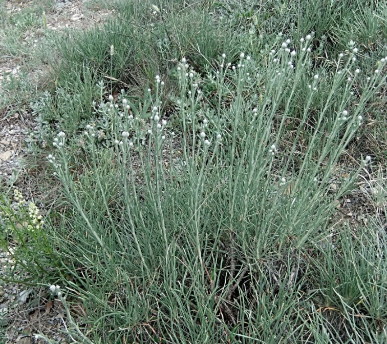 Изображение особи Jurinea stoechadifolia.