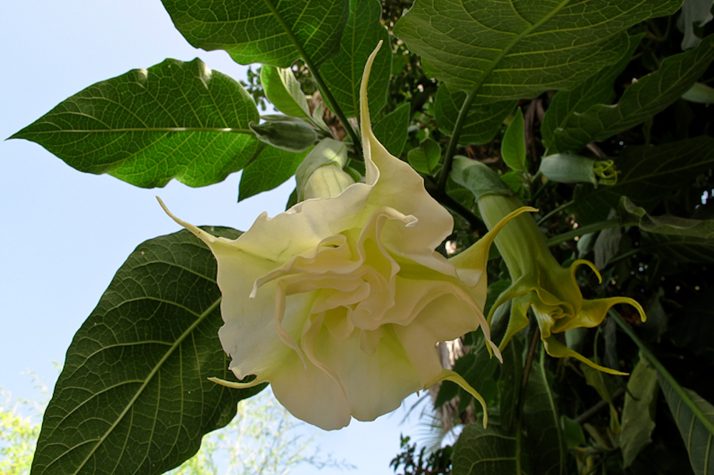 Image of Brugmansia arborea specimen.