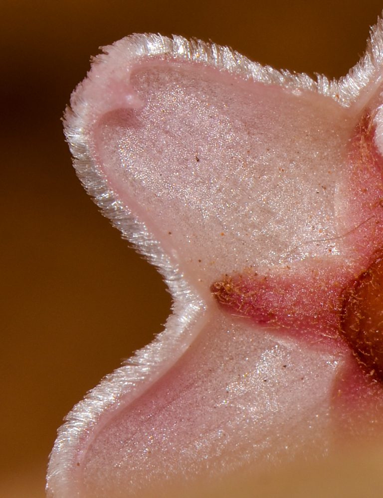 Image of Hoya carnosa specimen.