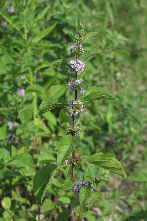 Image of Mentha arvensis specimen.