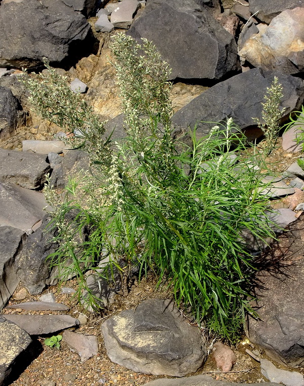 Image of Artemisia selengensis specimen.