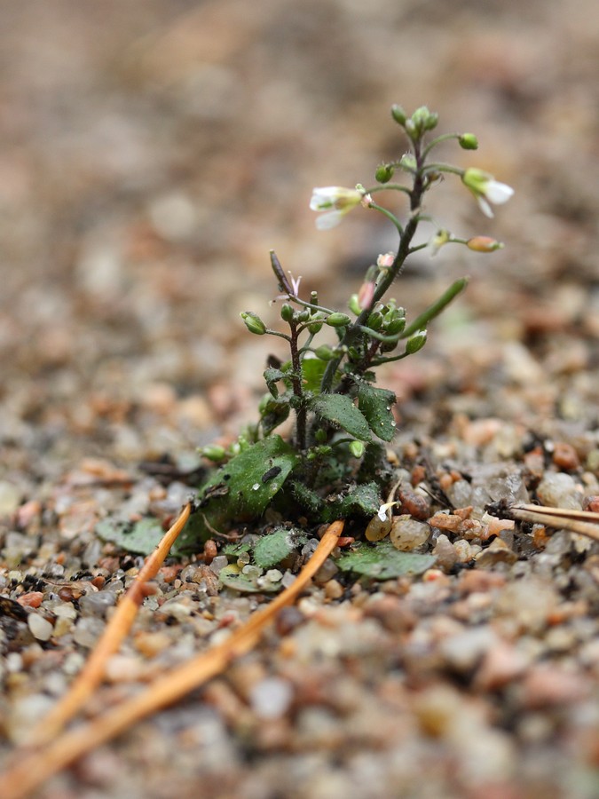 Image of Arabidopsis thaliana specimen.