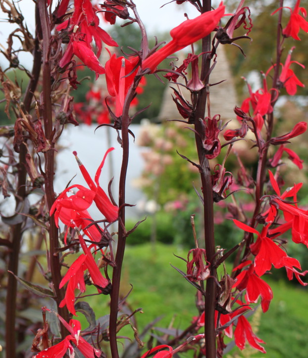 Image of Lobelia cardinalis specimen.