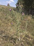 Cirsium serrulatum