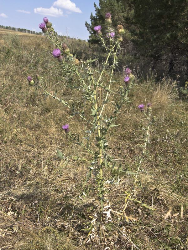 Image of Cirsium serrulatum specimen.