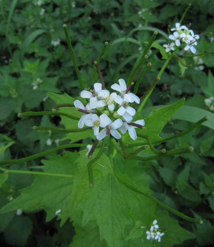 Image of Alliaria petiolata specimen.