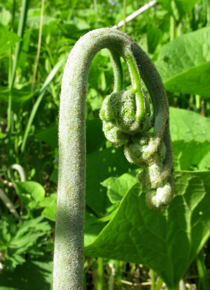 Image of Pteridium pinetorum ssp. sajanense specimen.