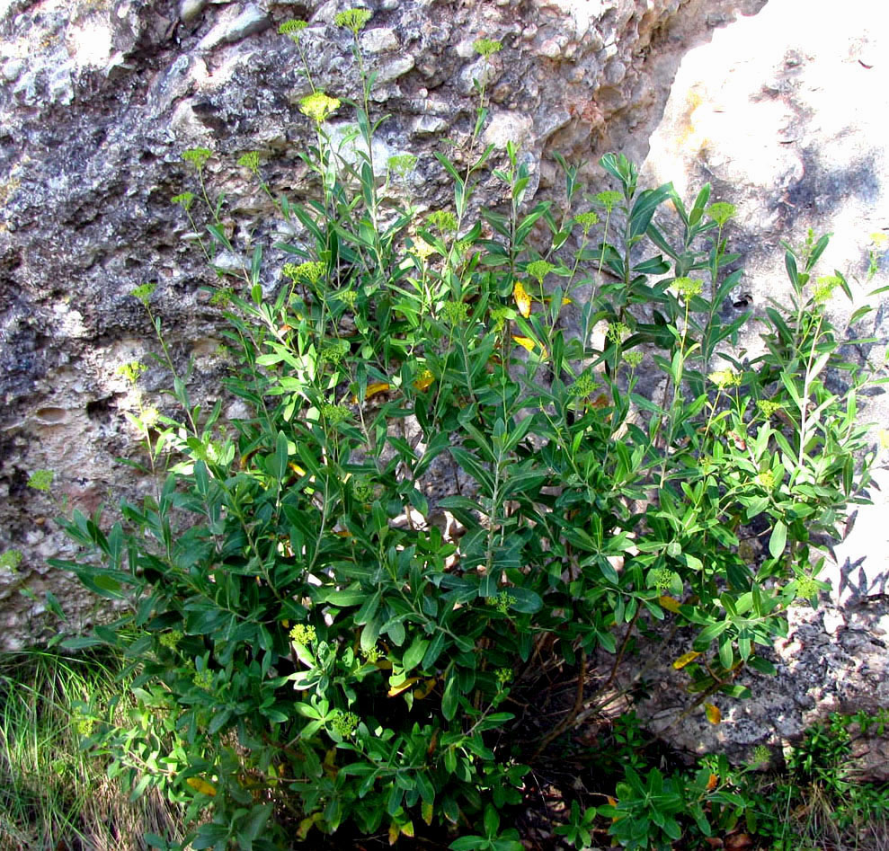 Image of Bupleurum fruticosum specimen.