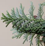 Chamaecyparis lawsoniana. Обратная сторона верхушки побега ('Alumii'). Германия, г. Кемпен, живая изгородь. 16.11.2012.