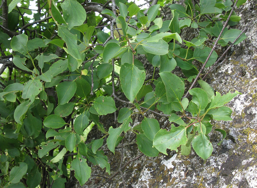 Image of Rhamnus cathartica specimen.