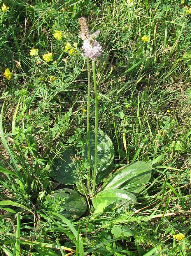 Image of Plantago maxima specimen.