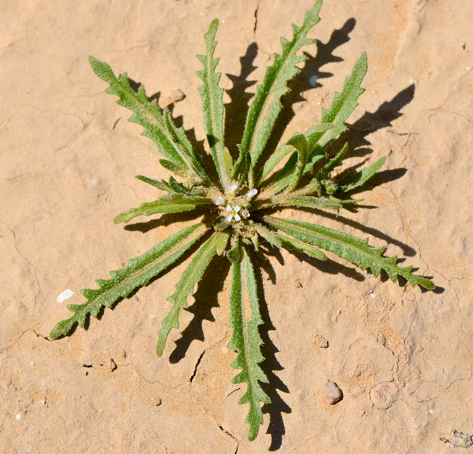 Image of Neotorularia torulosa specimen.