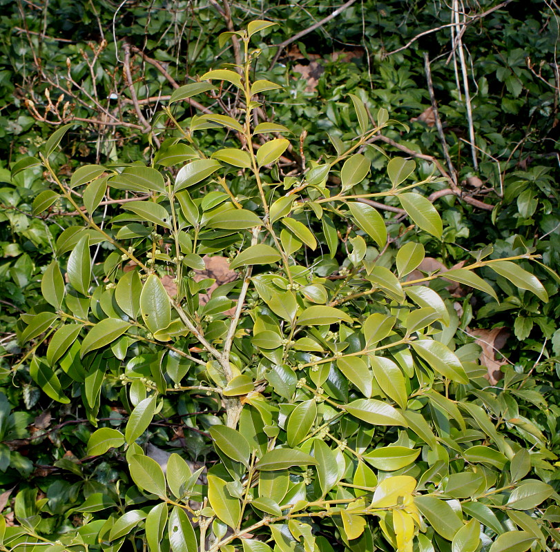 Image of Buxus henryi specimen.