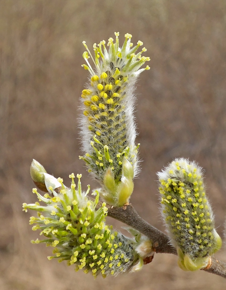 Image of Salix cinerea specimen.