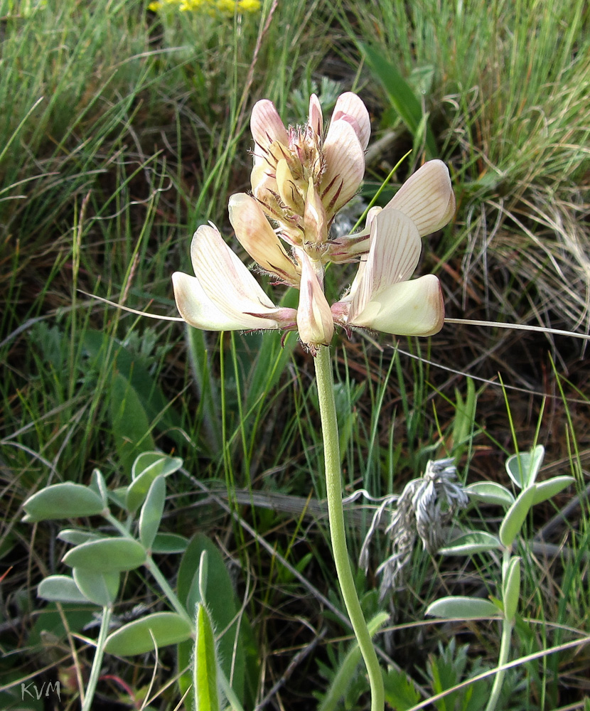 Image of Hedysarum splendens specimen.