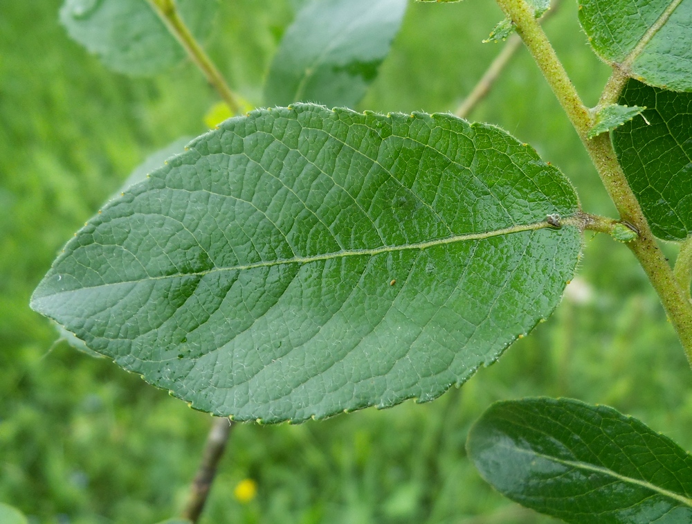 Image of Salix latifolia specimen.