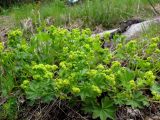 genus Alchemilla