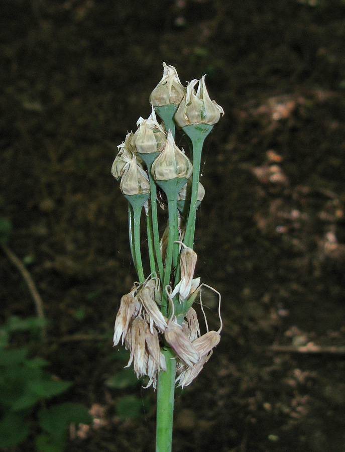 Image of Nectaroscordum bulgaricum specimen.