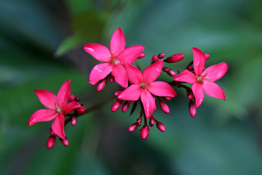 Изображение особи род Jatropha.