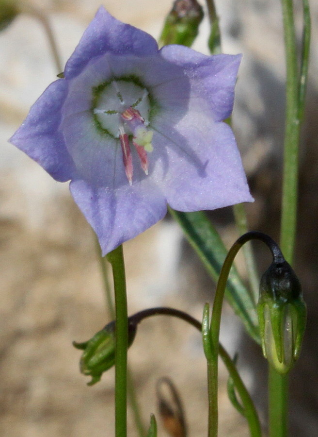 Image of Campanula cochleariifolia specimen.