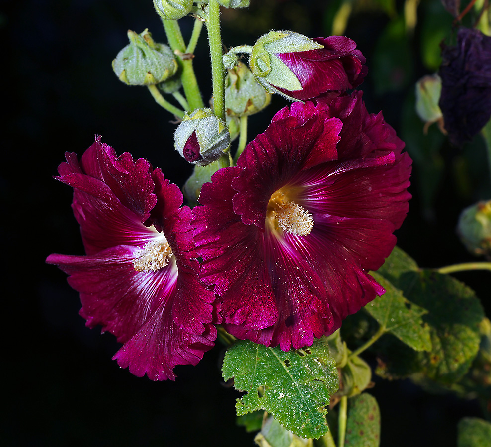 Image of Alcea rosea specimen.