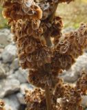 Смотреть изображение Rumex confertus