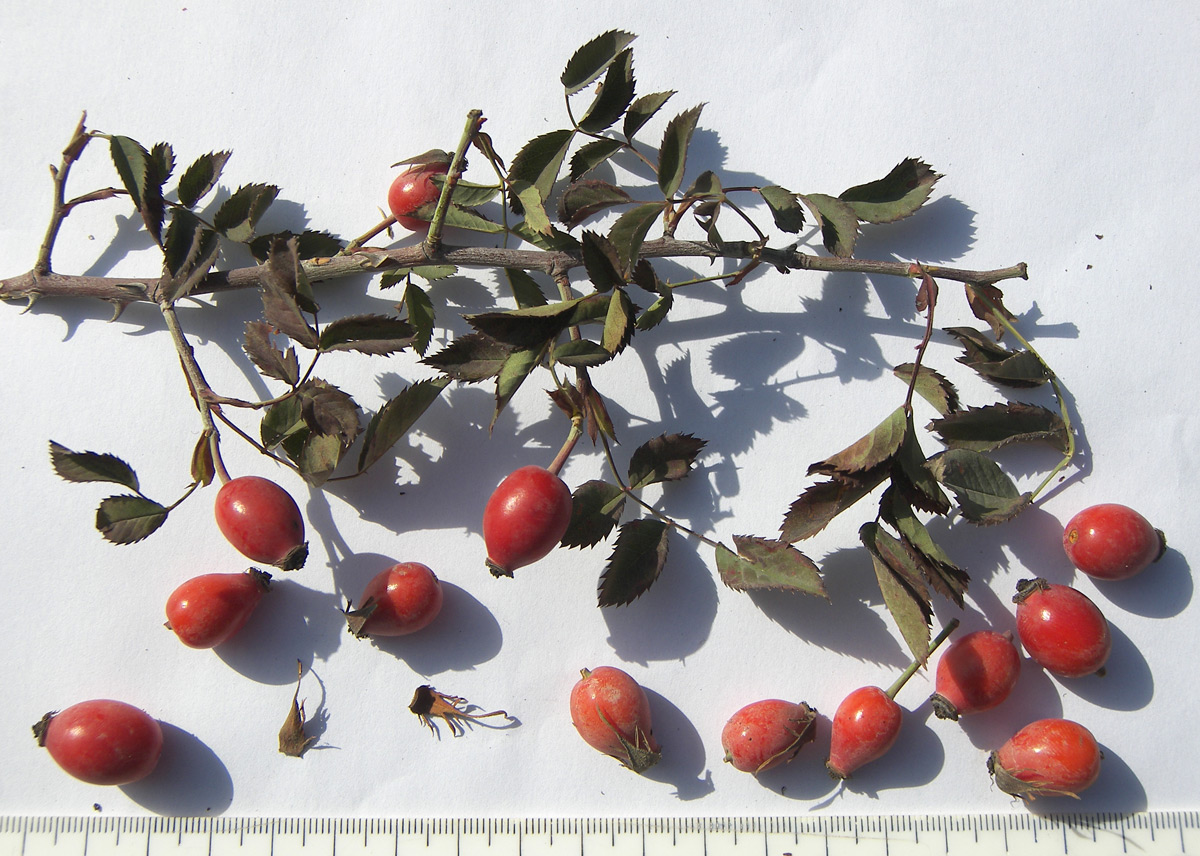 Image of Rosa biebersteiniana specimen.