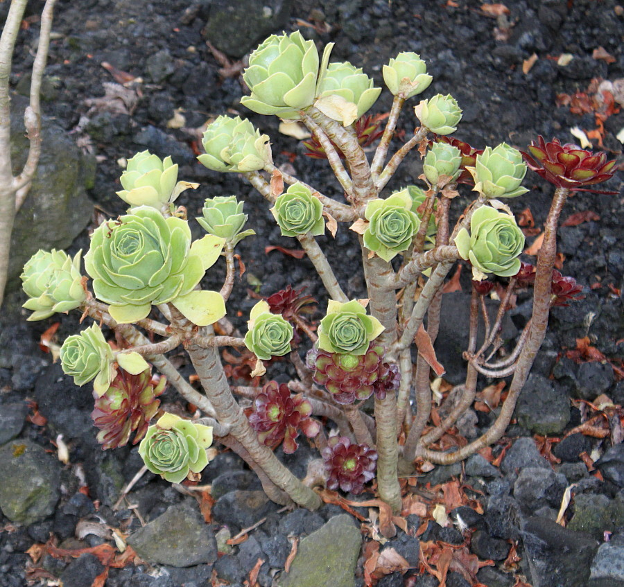 Image of Aeonium arboreum specimen.