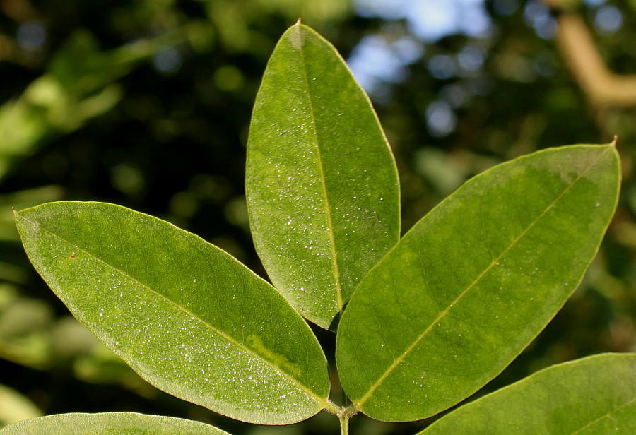 Image of Styphnolobium japonicum specimen.