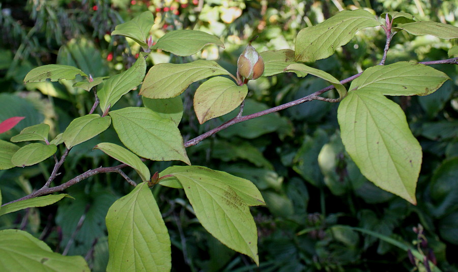 Image of Stewartia monadelpha specimen.