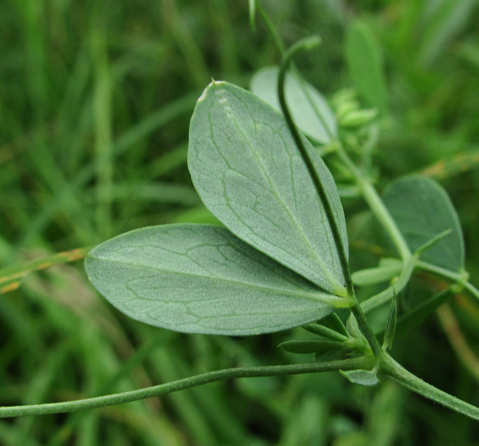 Image of Lathyrus tuberosus specimen.