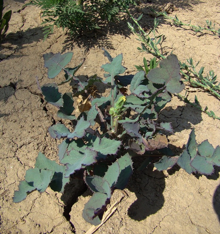 Изображение особи Sonchus oleraceus.